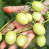 Yanbai No. 9 Cherry Tomato Seeds – Indeterminate variety, disease resistant, easy to grow, sweet flavor