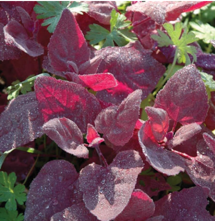 Red Fire Orach Seeds French Mountain Spinach | Non-GMO Heirloom Vegetable