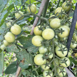 Yanbai No. 9 Cherry Tomato Seeds – Indeterminate variety, disease resistant, easy to grow, sweet flavor
