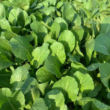 Kongkong Hakka Leaf Mustard Greens Seeds | Light Green Oblong Leaves, Tender Low Fiber & Bitter-Free, 45-Day Maturity