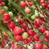 Saint Anne Cherry Tomato Seeds – High yield, easy to grow, pink fruit, excellent flavor, suitable for gardening enthusiasts