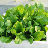 Kongkong Hakka Leaf Mustard Greens Seeds | Light Green Oblong Leaves, Tender Low Fiber & Bitter-Free, 45-Day Maturity