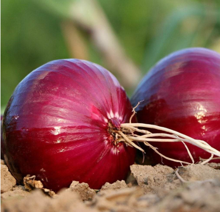 Red Creole Onion Seeds | Non-GMO Short Day