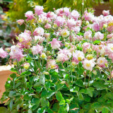Aquilegia vulgaris 'Crown' Seeds – Perennial Herbaceous Flower, Cold & Drought Tolerant