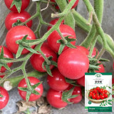 Saint Anne Cherry Tomato Seeds – High yield, easy to grow, pink fruit, excellent flavor, suitable for gardening enthusiasts