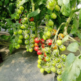 Saint Anne Cherry Tomato Seeds – High yield, easy to grow, pink fruit, excellent flavor, suitable for gardening enthusiasts