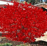 Burning Bush Kochia Scoparia Seeds, Bright Red Fall Color Ornamental Shrub