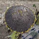 Black Three-Stripe Sunflower Seeds, Large Size, 80-85% Kernel Rate, Stable Yield, Strong Disease Resistance