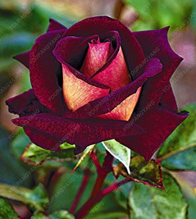 Rare Black Red Rose Seeds | 'Hacker' (Night) Dual-Tone Rose | Perennial Garden Flower