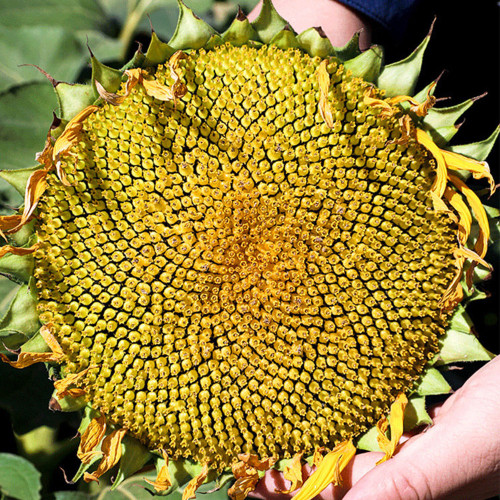 Black Three-Stripe Sunflower Seeds, Large Size, 80-85% Kernel Rate, Stable Yield, Strong Disease Resistance