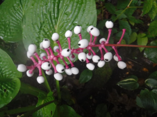 Doll's Eye Seeds | Actaea pachypoda, White Baneberry, Shade-Loving Perennial