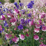 Aquilegia vulgaris 'Crown' Seeds – Perennial Herbaceous Flower, Cold & Drought Tolerant