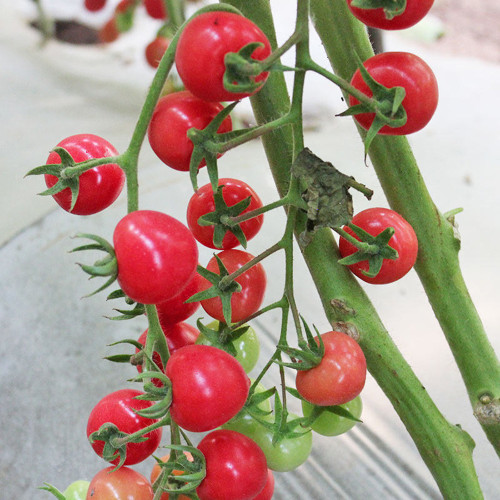 Saint Anne Cherry Tomato Seeds – High yield, easy to grow, pink fruit, excellent flavor, suitable for gardening enthusiasts