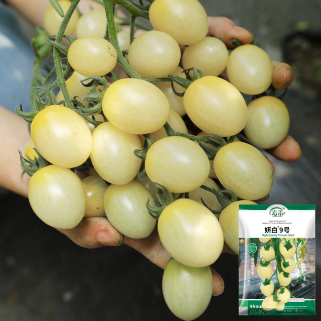 Yanbai No. 9 Cherry Tomato Seeds – Indeterminate variety, disease resistant, easy to grow, sweet flavor