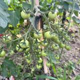 Yanbai No. 9 Cherry Tomato Seeds – Indeterminate variety, disease resistant, easy to grow, sweet flavor