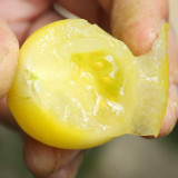 Yanbai No. 9 Cherry Tomato Seeds – Indeterminate variety, disease resistant, easy to grow, sweet flavor
