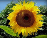 Mammoth Russian Sunflower Seeds – Newly Harvested, 7-10ft Tall Giant Heirloom