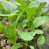 Kongkong Hakka Leaf Mustard Greens Seeds | Light Green Oblong Leaves, Tender Low Fiber & Bitter-Free, 45-Day Maturity