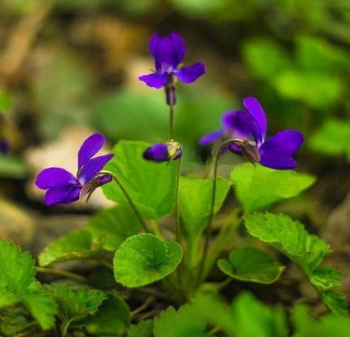 Viola Sororia (Blue Violet) Rhizomes, Perennial Groundcover