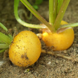 Yellow Cherry Radish Seeds – Early-maturing variety, nutritious, easy to grow, disease resistant, wide adaptability