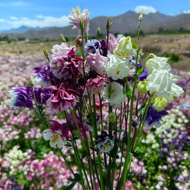 Aquilegia vulgaris 'Crown' Seeds – Perennial Herbaceous Flower, Cold & Drought Tolerant
