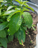 Organic Big Leaf Jute Seeds – Ewedu, Egyptian Spinach (Molokhia)