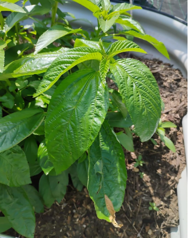 Organic Big Leaf Jute Seeds – Ewedu, Egyptian Spinach (Molokhia)