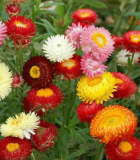 Strawflower Tall Double Mix Seeds Mixed Colors Cut Flower