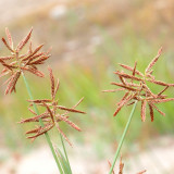 Nutgrass Seeds | Cyperus Rotundus – Fast-Growing Aromatic Perennial, Widely Adaptable, TCM Medicinal Root Tuber Sedge