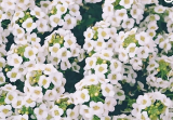 Tall Sweet Alyssum (Lobularia maritima) Seeds, Heirloom, Honey Fragrant, Long Blooming