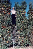 Rare Tomato Tree Seeds - Giant Fruits, 15 Feet Long Vines
