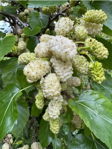 White Mulberry Seeds (Morus alba) – Non-GMO, Open-Pollinated Heirloom, Sweet Edible Berries