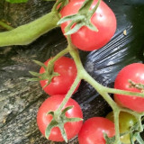 Saint Anne Cherry Tomato Seeds – High yield, easy to grow, pink fruit, excellent flavor, suitable for gardening enthusiasts