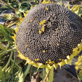 Black Three-Stripe Sunflower Seeds, Large Size, 80-85% Kernel Rate, Stable Yield, Strong Disease Resistance