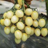 Yanbai No. 9 Cherry Tomato Seeds – Indeterminate variety, disease resistant, easy to grow, sweet flavor