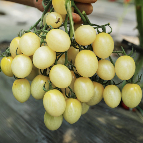 Yanbai No. 9 Cherry Tomato Seeds – Indeterminate variety, disease resistant, easy to grow, sweet flavor