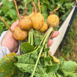 Yellow Cherry Radish Seeds – Early-maturing variety, nutritious, easy to grow, disease resistant, wide adaptability