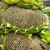 Black Three-Stripe Sunflower Seeds, Large Size, 80-85% Kernel Rate, Stable Yield, Strong Disease Resistance