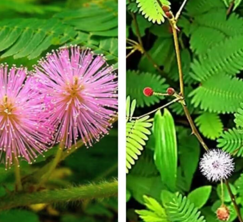 Mimosa Pudica Seeds – Sensitive Plant, Touch Me Not, Makahiya, Shameplant