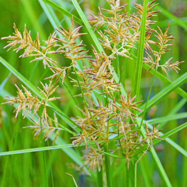 Nutgrass Seeds | Cyperus Rotundus – Fast-Growing Aromatic Perennial, Widely Adaptable, TCM Medicinal Root Tuber Sedge