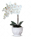 White Phalaenopsis Orchid Seeds – Perennial Indoor Potted Flower for Home Garden