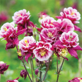 Aquilegia vulgaris 'Crown' Seeds – Perennial Herbaceous Flower, Cold & Drought Tolerant