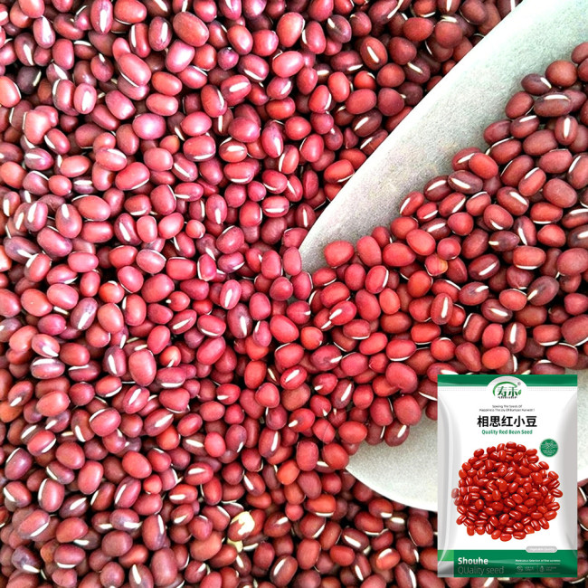 Xiangsi Red Bean Seeds – Easy to grow, plump grains, high yield, suitable for home garden and farm planting