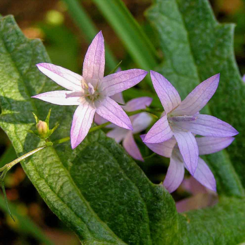 Campanula rapunculus (Rampion Bellflower) – Edible Herb & Ornamental Seeds