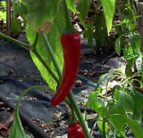 Capsicum Annuum USDA #542225 Hot Pepper Seeds – Non-GMO, Open-Pollinated