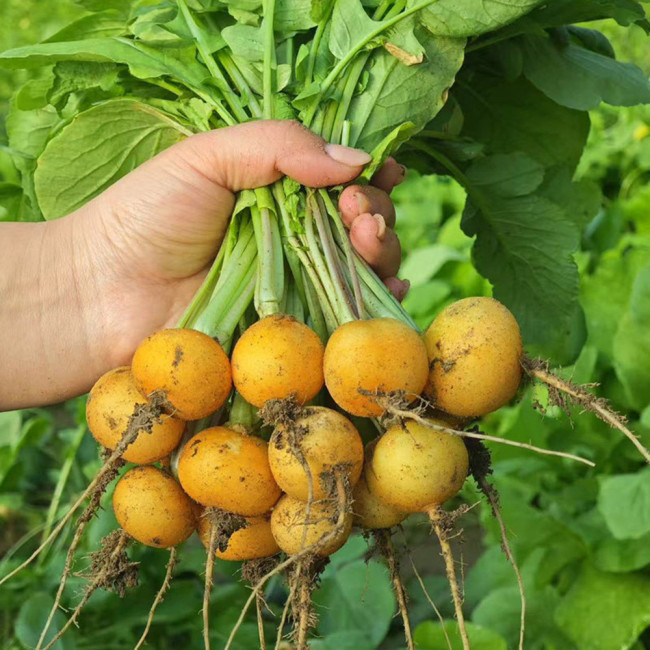 Yellow Cherry Radish Seeds – Early-maturing variety, nutritious, easy to grow, disease resistant, wide adaptability