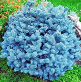 Colorado Blue Spruce Seeds (Picea Pungens Glauca) – Rare Evergreen, Perfect for Pots & Gardens