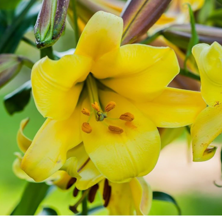 Lilium Trumpet Lily 'Golden Splendor' | Large Yellow Fragrant Summer Blooms