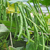 Xiangsi Red Bean Seeds – Easy to grow, plump grains, high yield, suitable for home garden and farm planting