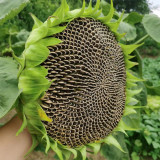 Black Three-Stripe Sunflower Seeds, Large Size, 80-85% Kernel Rate, Stable Yield, Strong Disease Resistance